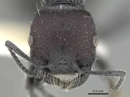 Pogonomyrmex pichachen specimen CASENT0922169 image casent0922169_3