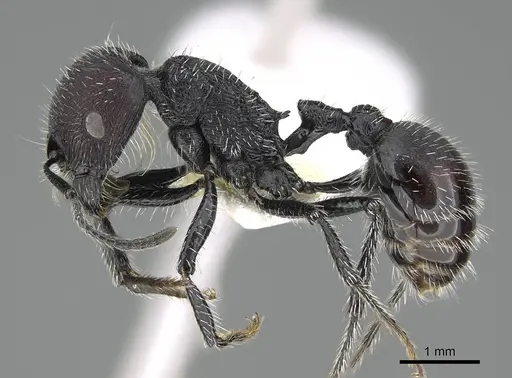 Pogonomyrmex pichachen specimen CASENT0922169 image casent0922169_4