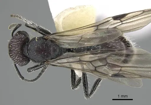 Pogonomyrmex pichachen specimen CASENT0922171 image casent0922171_1