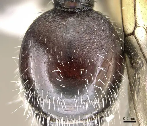 Pogonomyrmex pichachen specimen CASENT0922171 image casent0922171_2