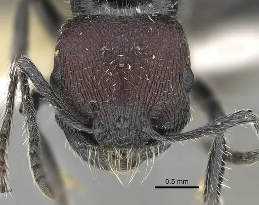 Pogonomyrmex pichachen specimen CASENT0922171 image casent0922171_3