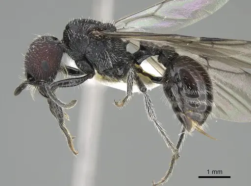 Pogonomyrmex pichachen specimen CASENT0922171 image casent0922171_4