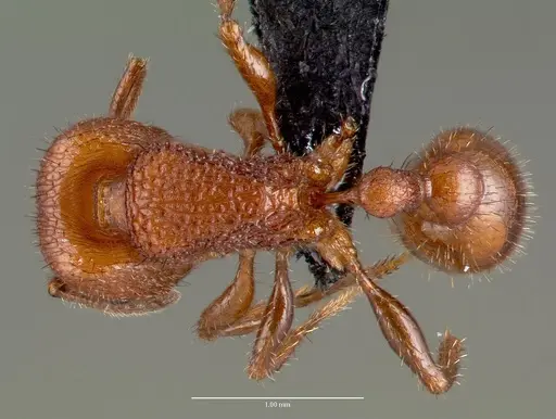 Pogonomyrmex pima specimen CASENT0006291 image casent0006291_1