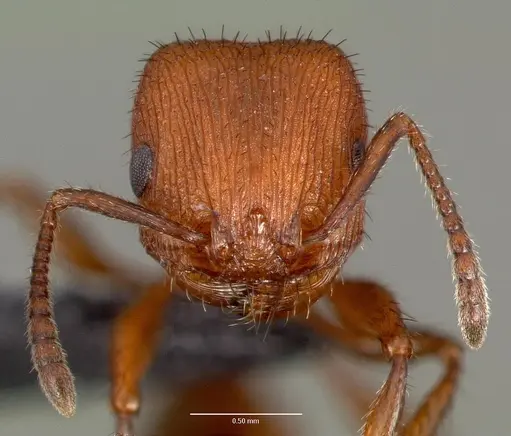 Pogonomyrmex pima specimen CASENT0006291 image casent0006291_2