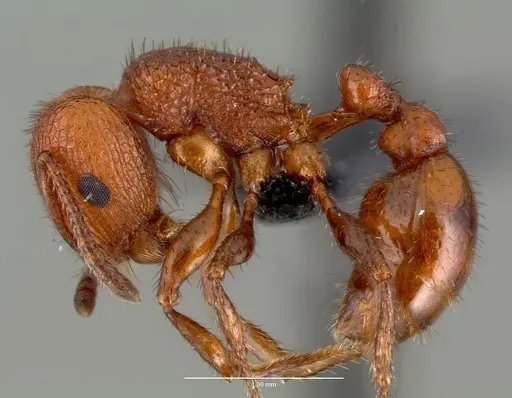 Pogonomyrmex pima specimen CASENT0006291 image casent0006291_3
