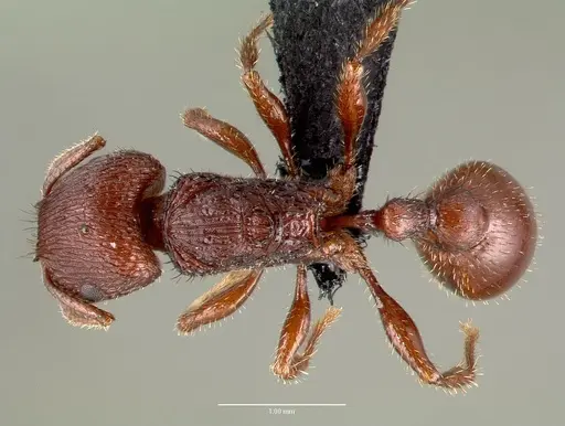 Pogonomyrmex pima specimen CASENT0006300 image casent0006300_1