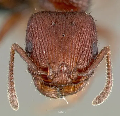 Pogonomyrmex pima specimen CASENT0006300 image casent0006300_2