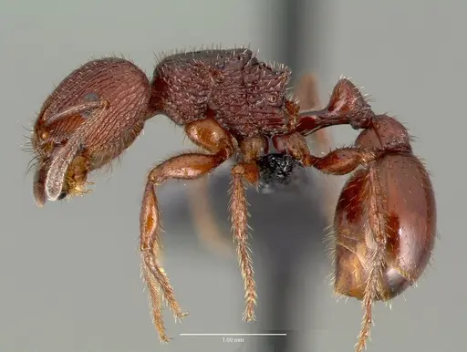 Pogonomyrmex pima specimen CASENT0006300 image casent0006300_3