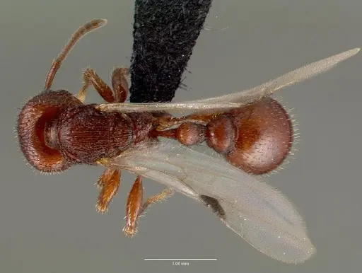 Pogonomyrmex pima specimen CASENT0006304 image casent0006304_1