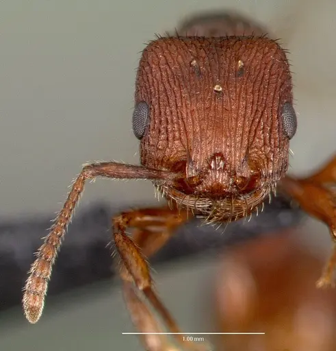 Pogonomyrmex pima specimen CASENT0006304 image casent0006304_2