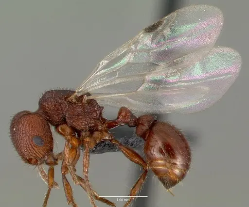 Pogonomyrmex pima specimen CASENT0006304 image casent0006304_3