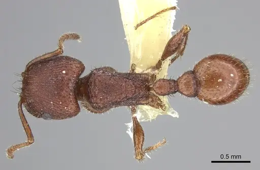 Pogonomyrmex pima specimen CASENT0217269 image casent0217269_1