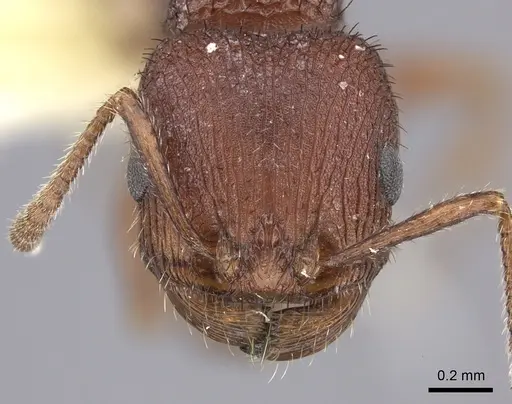 Pogonomyrmex pima specimen CASENT0217269 image casent0217269_2