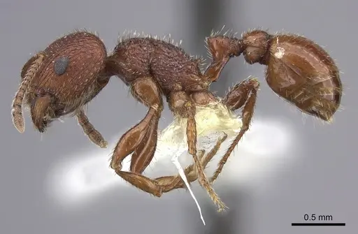 Pogonomyrmex pima specimen CASENT0217269 image casent0217269_3