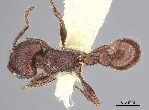 Pogonomyrmex pima specimen CASENT0217279 image casent0217279_1