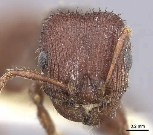 Pogonomyrmex pima specimen CASENT0217279 image casent0217279_2