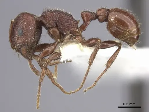 Pogonomyrmex pima specimen CASENT0217279 image casent0217279_3