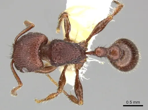 Pogonomyrmex pima specimen CASENT0235318 image casent0235318_1