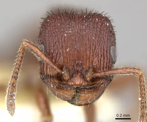 Pogonomyrmex pima specimen CASENT0235318 image casent0235318_2