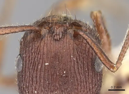 Pogonomyrmex pima specimen CASENT0235318 image casent0235318_3