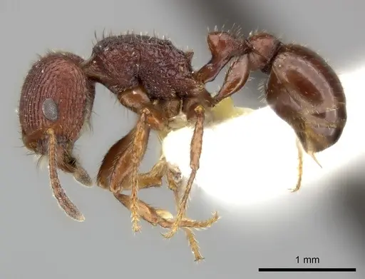 Pogonomyrmex pima specimen CASENT0235318 image casent0235318_4
