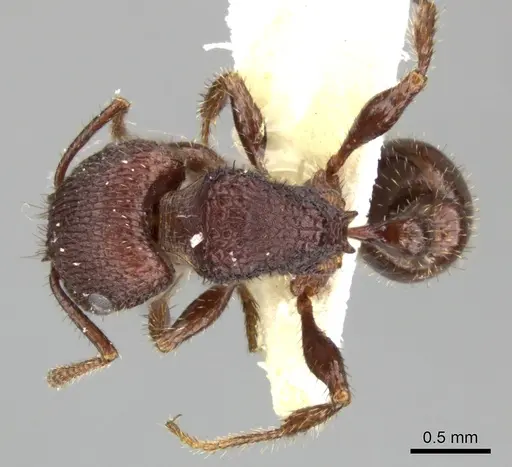 Pogonomyrmex pima specimen CASENT0235319 image casent0235319_1