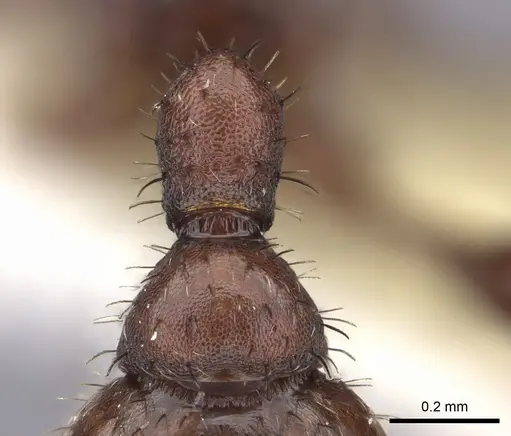 Pogonomyrmex pima specimen CASENT0235319 image casent0235319_2