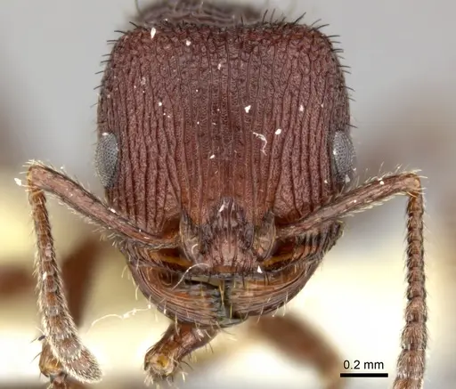 Pogonomyrmex pima specimen CASENT0235319 image casent0235319_3