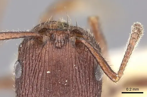 Pogonomyrmex pima specimen CASENT0235319 image casent0235319_4