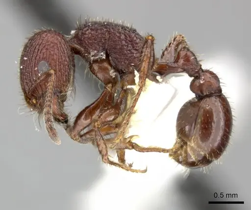 Pogonomyrmex pima specimen CASENT0235319 image casent0235319_5