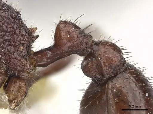 Pogonomyrmex pima specimen CASENT0235319 image casent0235319_6