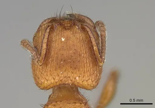 Pogonomyrmex pima specimen CASENT0914105 image casent0914105_1