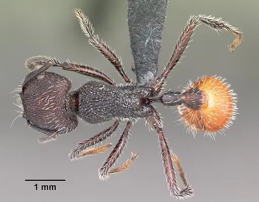 Pogonomyrmex pronotalis specimen CASENT0102688 image casent0102688_1