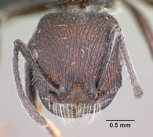 Pogonomyrmex pronotalis specimen CASENT0102688 image casent0102688_2