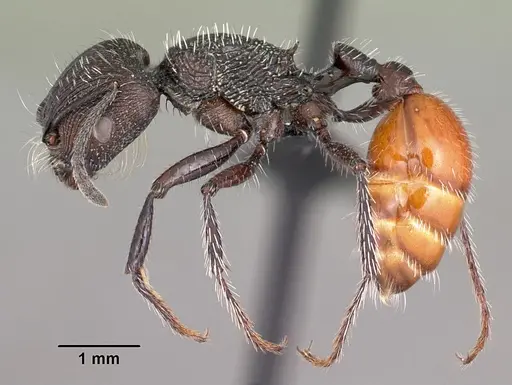 Pogonomyrmex pronotalis specimen CASENT0102688 image casent0102688_3