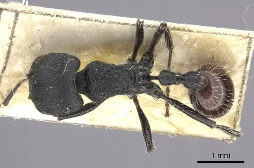 Pogonomyrmex pronotalis specimen CASENT0235277 image casent0235277_1