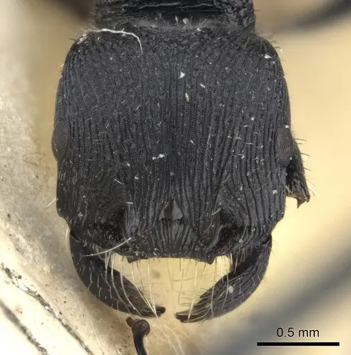 Pogonomyrmex pronotalis specimen CASENT0235277 image casent0235277_2