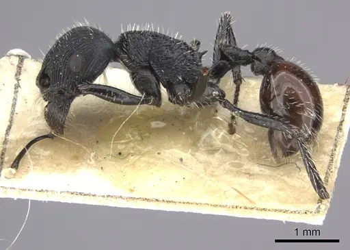 Pogonomyrmex pronotalis specimen CASENT0235277 image casent0235277_3