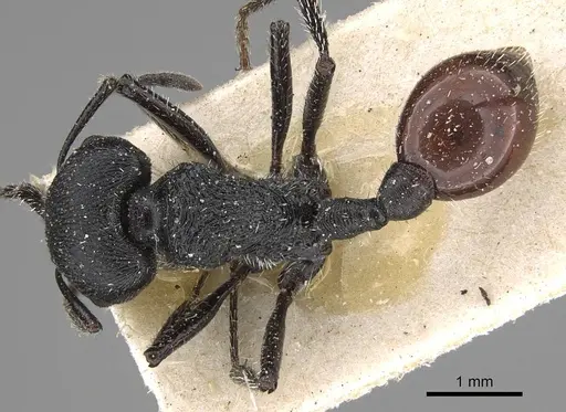 Pogonomyrmex pronotalis specimen CASENT0914122 image casent0914122_1