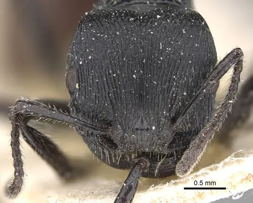 Pogonomyrmex pronotalis specimen CASENT0914122 image casent0914122_2