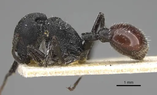 Pogonomyrmex pronotalis specimen CASENT0914122 image casent0914122_3