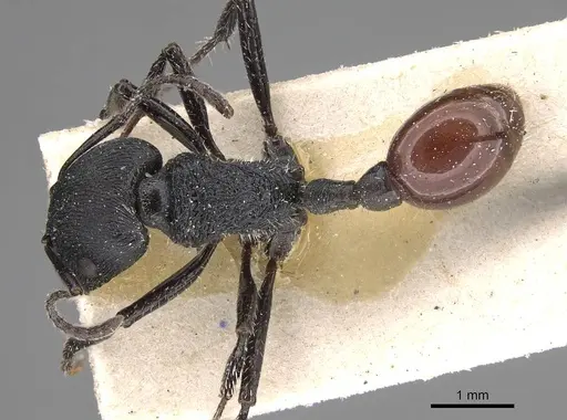Pogonomyrmex pronotalis specimen CASENT0914123 image casent0914123_1