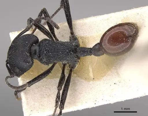Pogonomyrmex pronotalis specimen CASENT0914123 image casent0914123_2