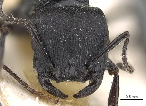Pogonomyrmex pronotalis specimen CASENT0914123 image casent0914123_3