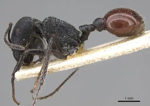 Pogonomyrmex pronotalis specimen CASENT0914123 image casent0914123_4