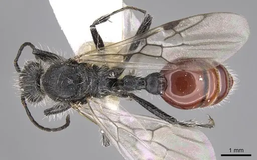 Pogonomyrmex pronotalis specimen CASENT0914369 image casent0914369_1