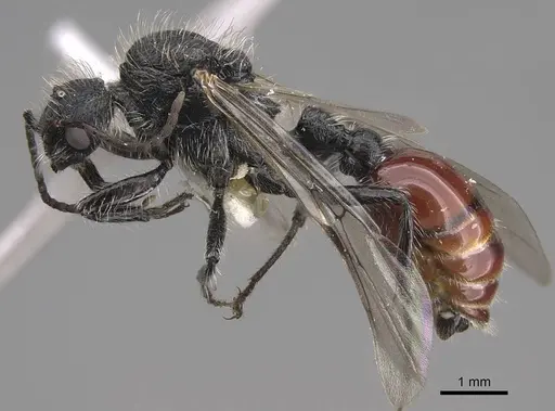 Pogonomyrmex pronotalis specimen CASENT0914369 image casent0914369_3