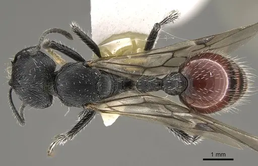 Pogonomyrmex pronotalis specimen CASENT0914370 image casent0914370_1