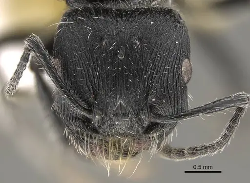 Pogonomyrmex pronotalis specimen CASENT0914370 image casent0914370_2