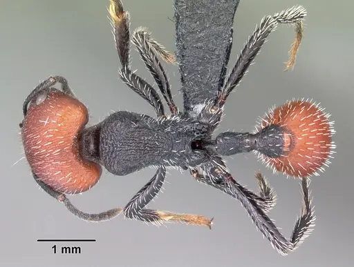 Pogonomyrmex propinquus specimen CASENT0102689 image casent0102689_1